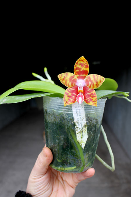 Phalaenopsis Yaphon Nicegirl x Zheng Min Tyrannosaurus.jpg
