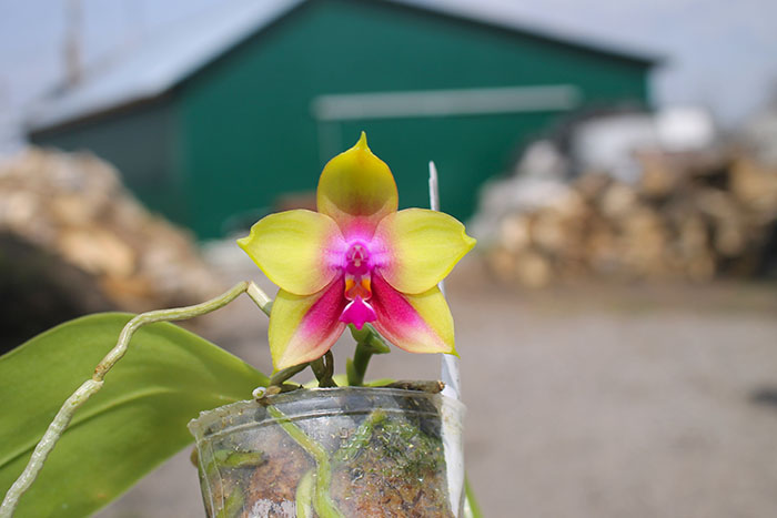 Phalaenopsis Mituo Prince 'Y' x Mituo King Bellina 'R'.jpg