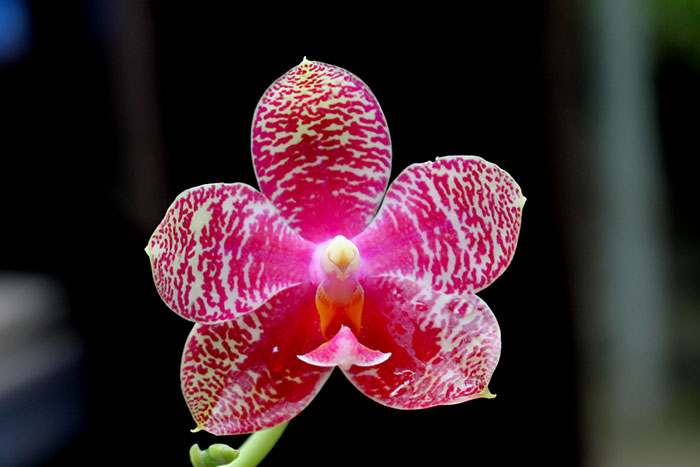 Phalaenopsis Zheng Min Oak.jpg