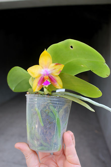 Phalaenopsis LD's Bear King 'YK-14' x Miro Super Star.jpg