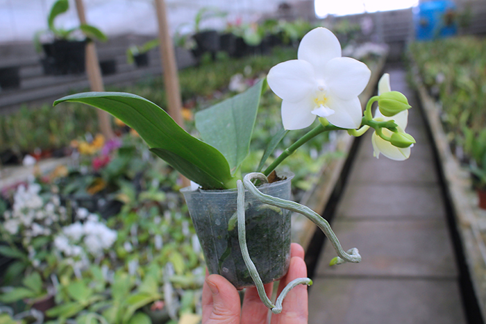 Phalaenopsis Tzu Chiang Chrisna.jpg