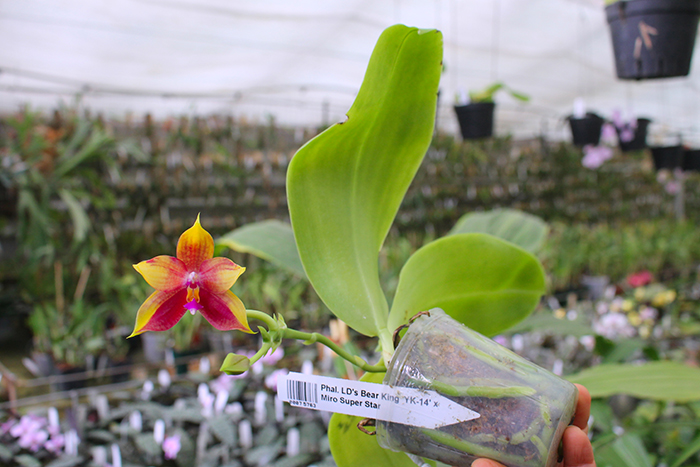 Phalaenopsis LD's Bear King 'YK-14' x Miro Super Star.jpg