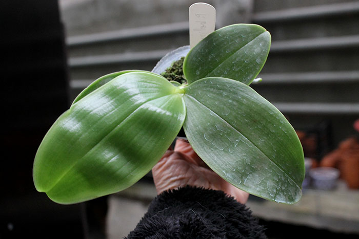 Phalaenopsis bellina coerulea.jpg