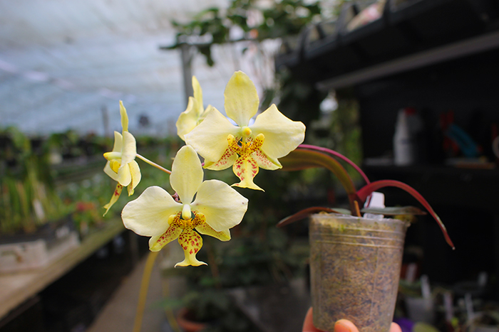 Phalaenopsis stuartiana yellow 'Joseph Wu'.jpg