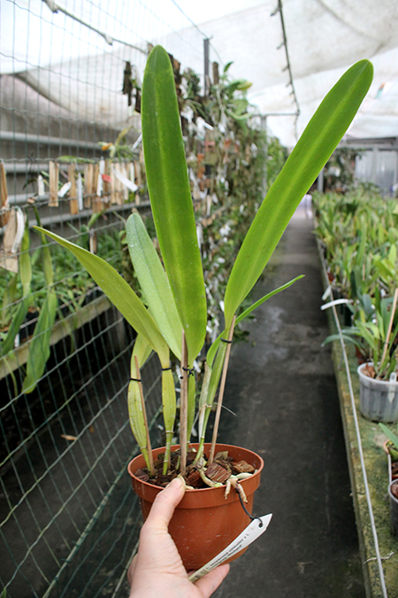 Laelia tenebrosa vinicolor x Laelia tenebrosa 'Richard'.jpg