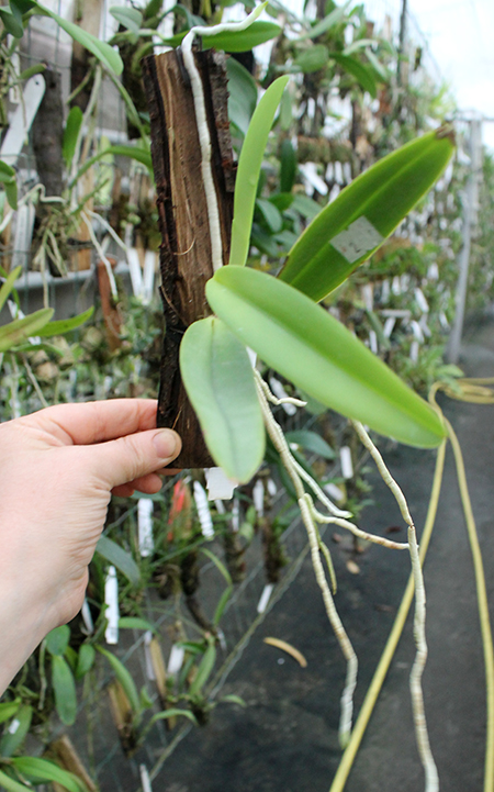 Cattleya maxima semi alba.jpg