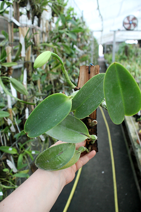 Cattleya walkeriana var semi-alba ('Puanani' x 'Tancho').jpg