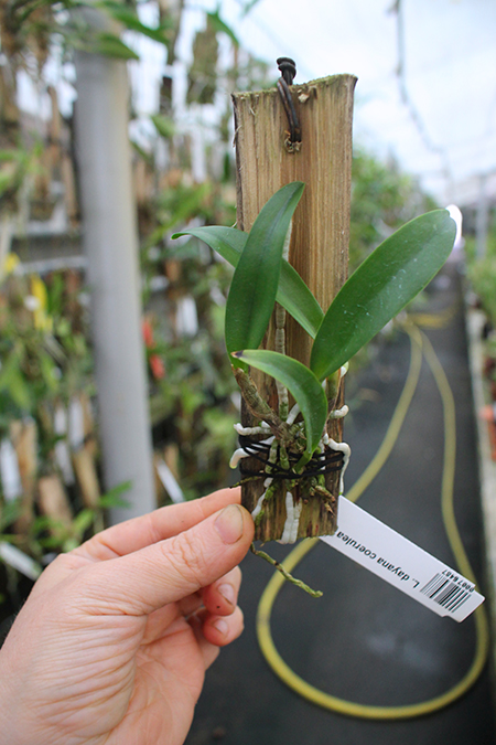 Laelia dayana coerulea 'Blue'.jpg