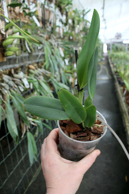 Cattleya warneri rubra 'Jetiba' x warneri escura 'Belezinha'.jpg