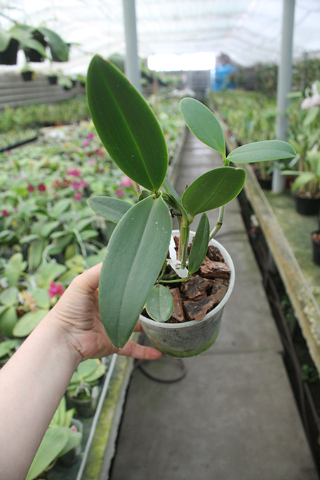 Cattleya guttata albina 'Interlagos' x guttata albina 'Vitor Couto'.jpg
