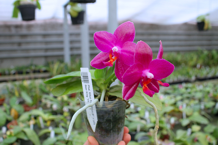 Phalaenopsis Mituo Sun 'Mituo #1' x Ld's Bear King 'YK-10'.jpg