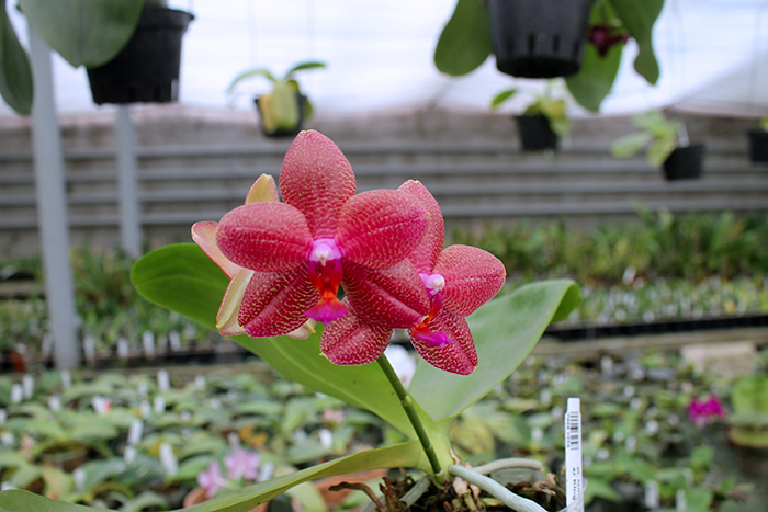 Phalaenopsis Mituo Sun 'Mituo #1' x Ld's Bear King 'YK-14'.jpg