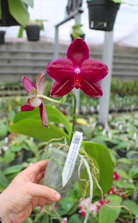 Phalaenopsis Mituo Sun 'Mituo #1' x Ld's Bear King 'YK-10'.jpg