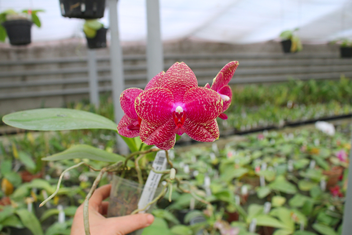 Phalaenopsis Mituo Sun 'Mituo #1' x Ld's Bear King 'YK-10'.jpg