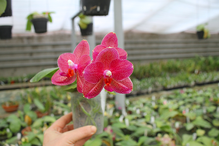 Phalaenopsis Mituo Sun 'Mituo #1' x Ld's Bear King 'YK-10'.jpg
