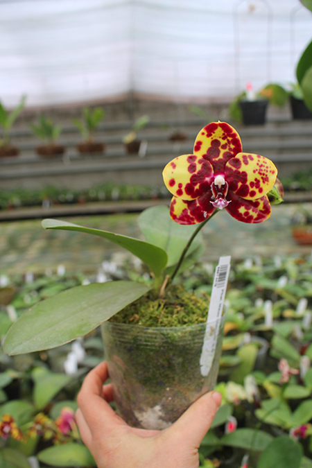 Phalaenopsis Mituo Diamond 'B-B'.jpg