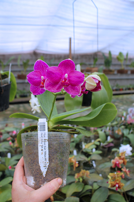 Phalaenopsis Mituo Sun 'Mituo #1' x Ld's Bear King 'RK-1'.jpg