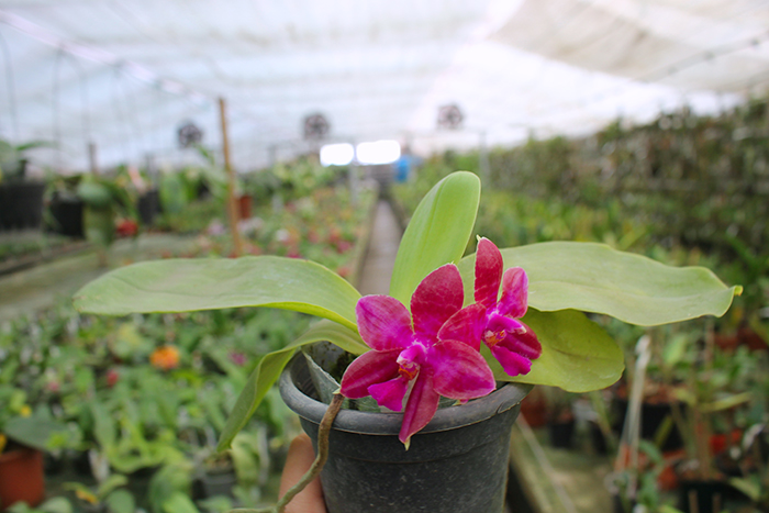 Phalaenopsis (Yungho Gelblitz x venosa) x lueddemanniana Yungho.jpg