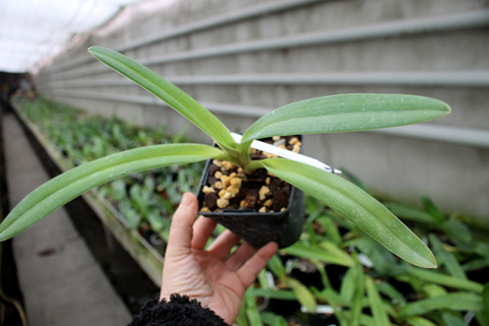 Paphiopedilum rothschildianum 'OZ 266' x 'Jungle Collected'.jpg