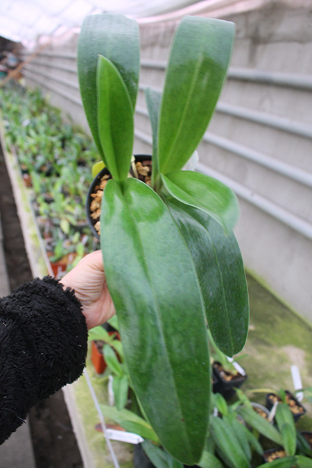 Paphiopedilum (Incharm Circle x Enzan Winston's Vale) x Red Shift.jpg