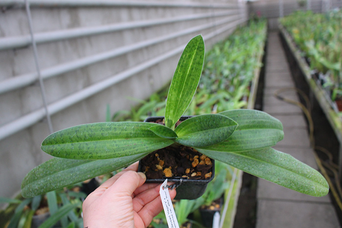 Paphiopedilum Alma Geveart 'Hager's' x Paphiopedilum philippinense var alba 'Kou'.jpg