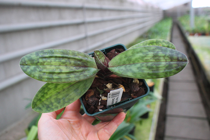 Paphiopedilum Maudiae Vinicolor 'Schwarze Madonna'.jpg