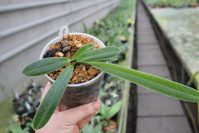 Paphiopedilum tranlienianum.jpg