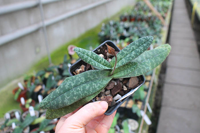 Paphiopedilum bellatulum x wenshanense.jpg