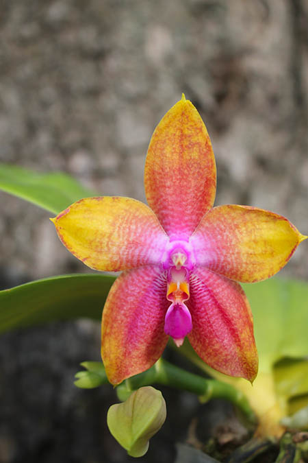 Phalaenopsis LD's Bear King 'YK-14' x Miro Super Star.jpg