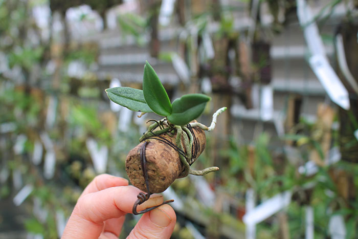 Amesiella monticola.jpg