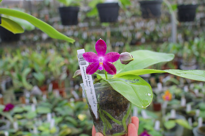 Phalaenopsis LD's Bear King 'YK-10' x spesiosa 'Blue'.jpg