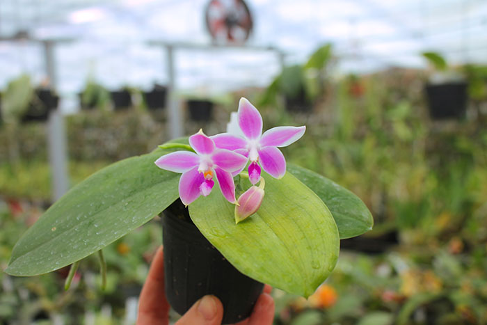 Phalaenopsis Germaine Vincent indigo type x tetraspis.jpg