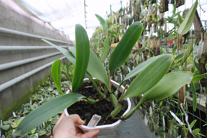 Bulbophyllum grandiflorum.jpg