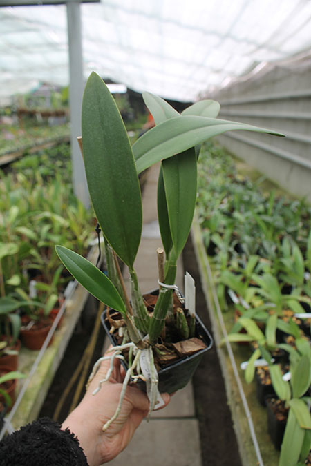 Laeliocattleya Santa Barbara Sunset.jpg