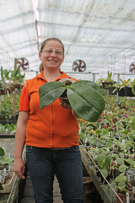 Phalaenopsis Chienlung Sweetheart x gigantea.jpg