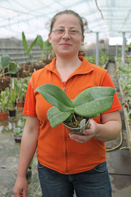 Phalaenopsis gigantea alba 'Ta Wei'.jpg