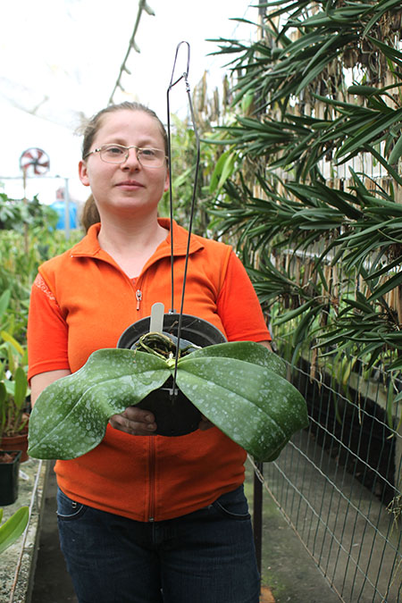 Phalaenopsis Ld's Bear King x gigantea.jpg