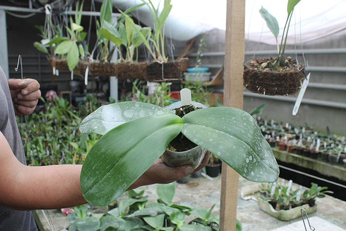 Phalaenopsis gigantea x Yaphon Super Jaguar.jpg