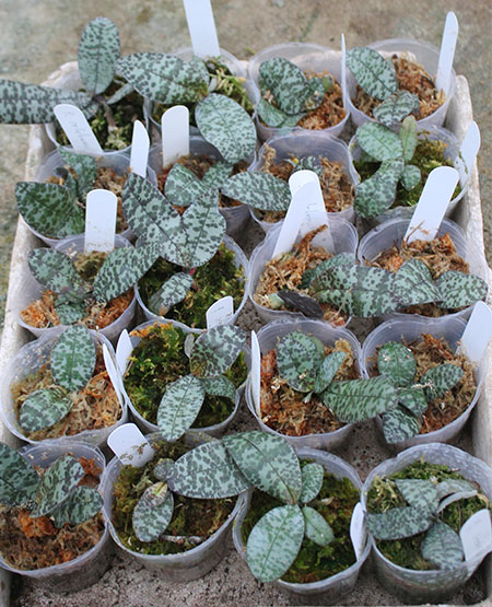 Phalaenopsis celebensis.jpg