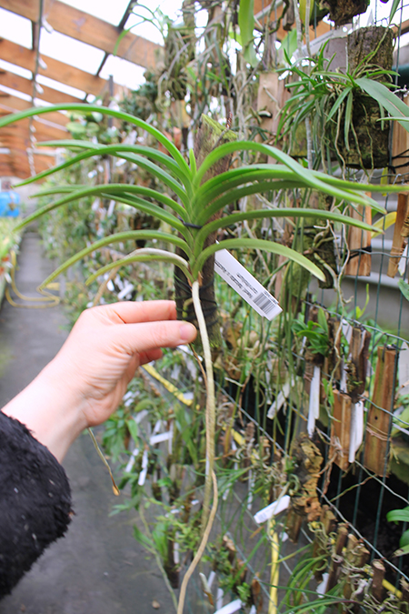 Neofinetia falcata x Ascocentrum curvifolium.jpg