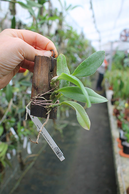 Laelia jongheana 'Big pink'.jpg