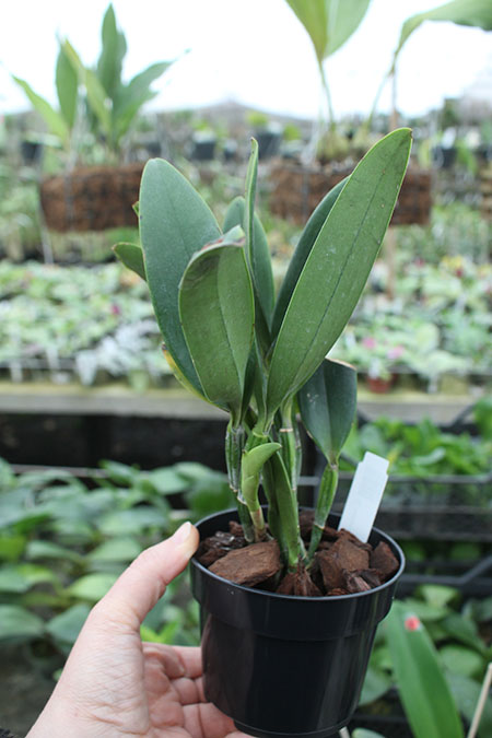 Cattleya violacea semi-alba x sib.jpg