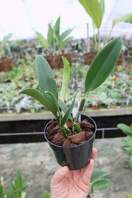 Cattleya violacea semi-alba x sib.jpg