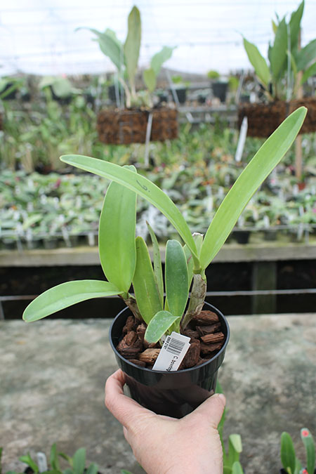 Cattleya bowringiana coerulea.jpg