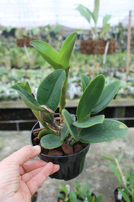 Cattleya violacea semi-alba flamea.jpg