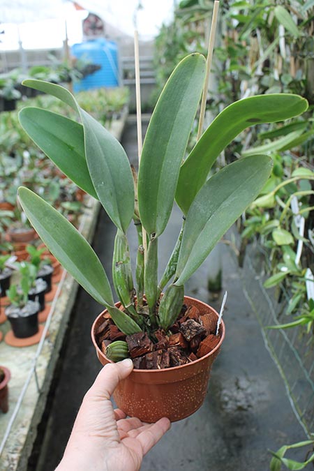 Cattleya mendelii '821'.jpg