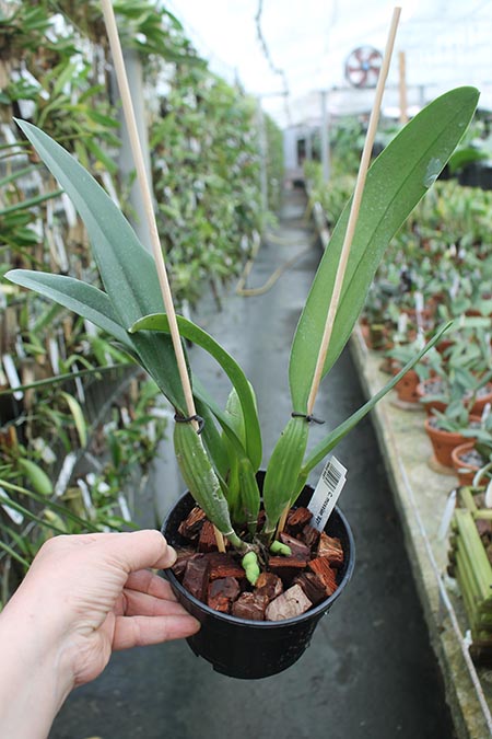 Cattleya mossiae '821'.jpg