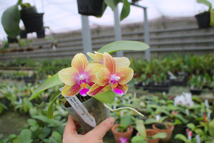 Phalaenopsis Mituo Golden 'M-2' x Ld's Bear Queen.jpg