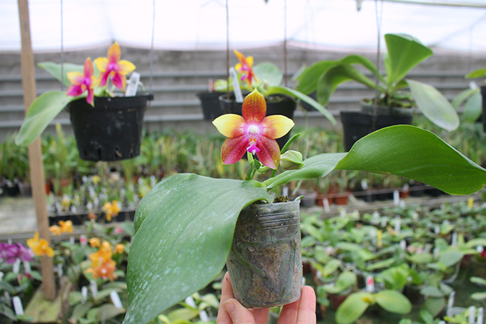 Phalaenopsis Tying Shin Fly Eagle 'TS-66'.jpg