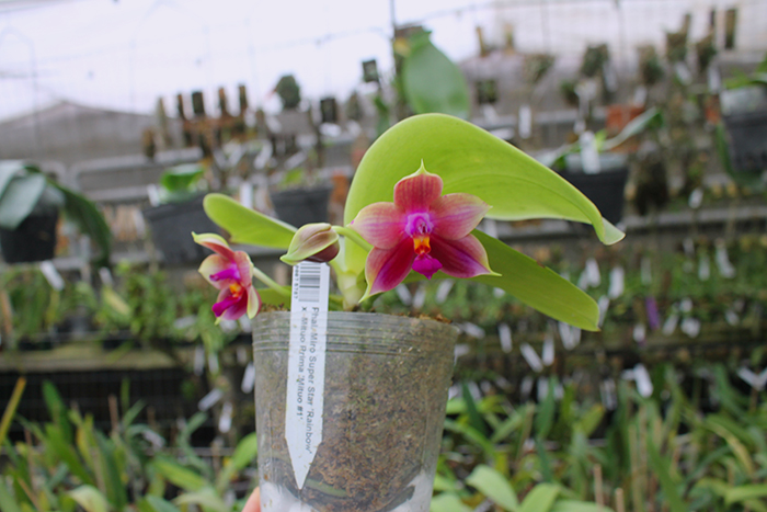 Phalaenopsis Miro Super Star 'Rainbow' x Mituo Prima 'Mituo #1'.jpg